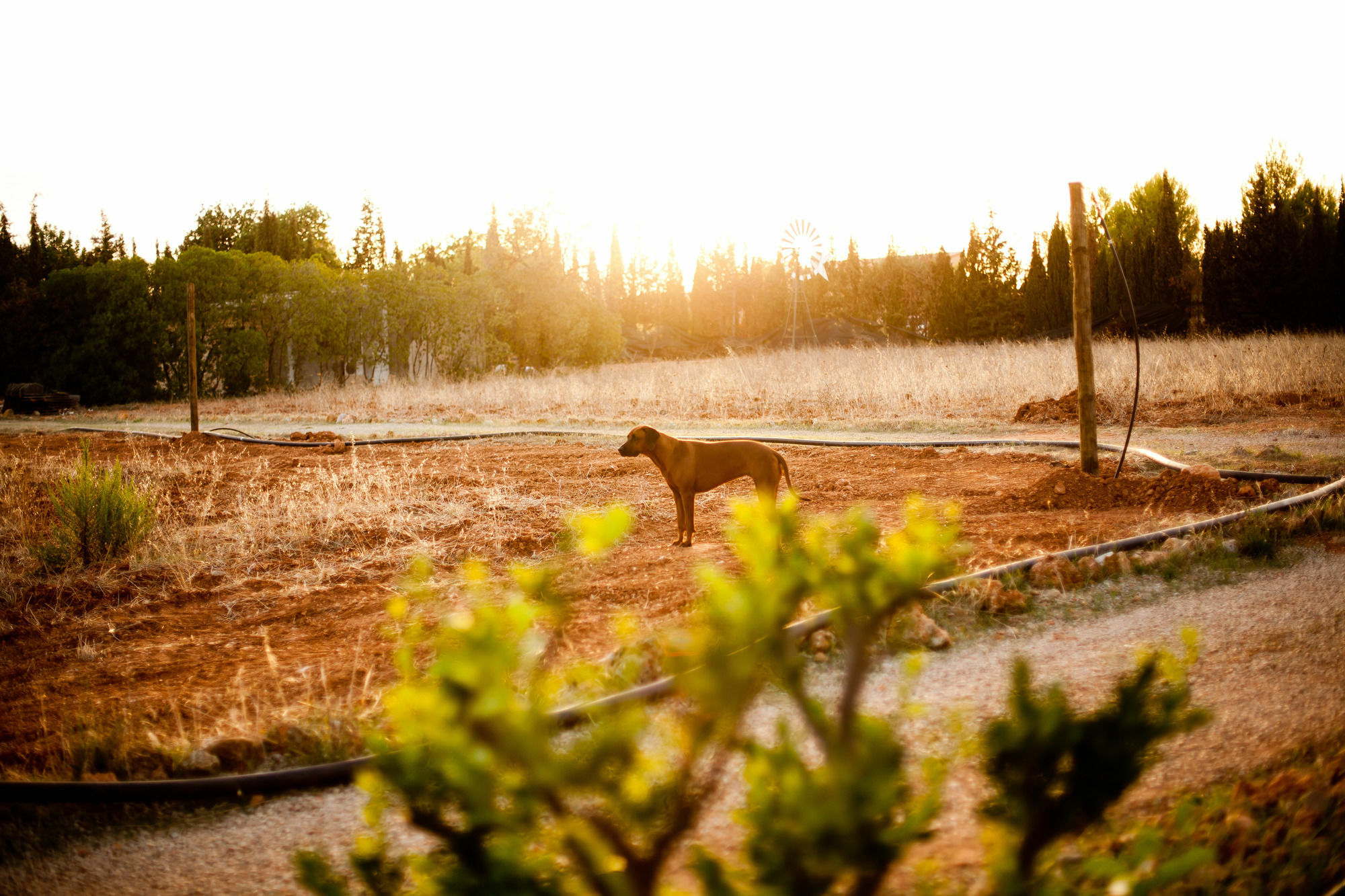 ביניסלם Weingut & Landhotel Can Davero מראה חיצוני תמונה