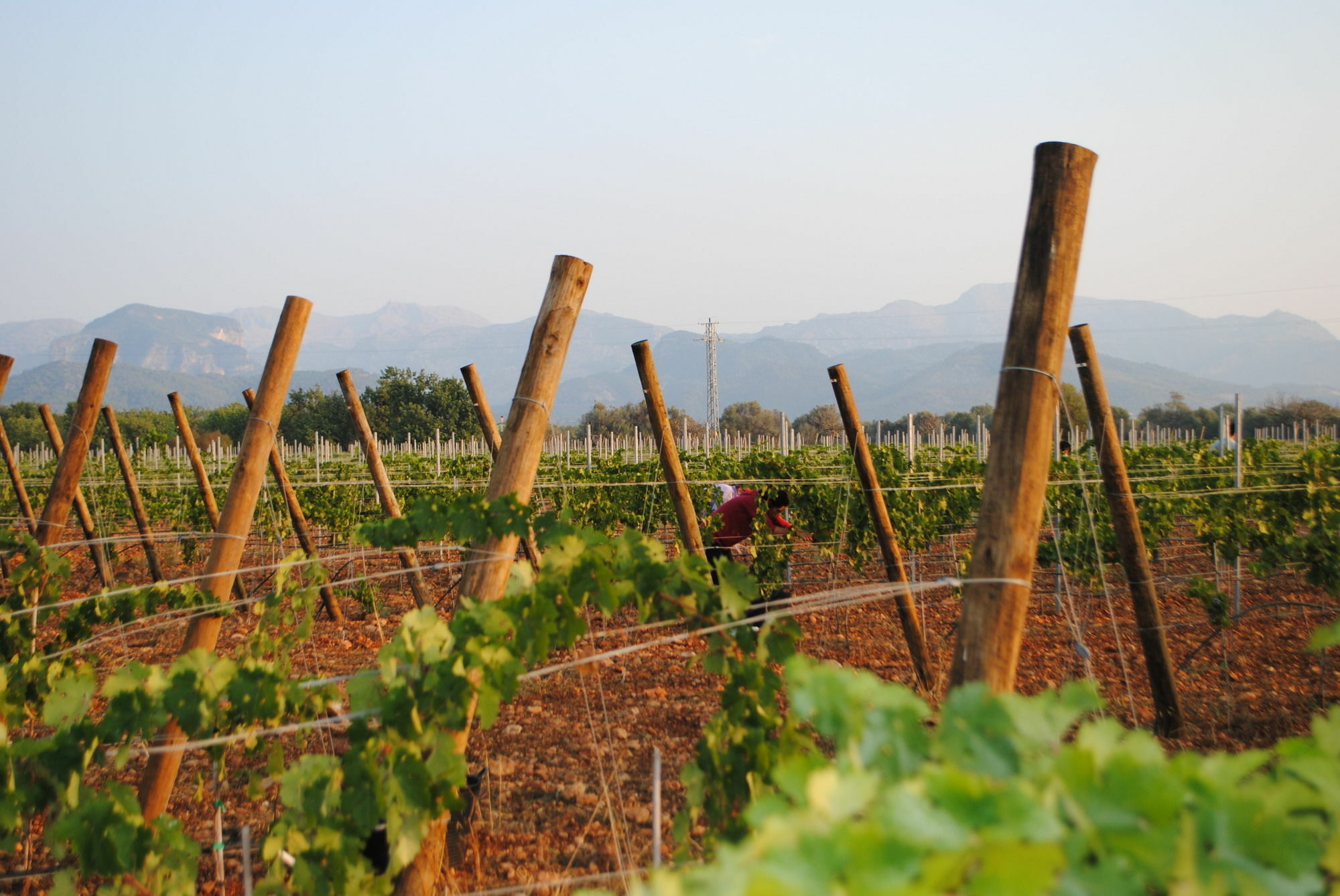 ביניסלם Weingut & Landhotel Can Davero מראה חיצוני תמונה